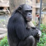 Gorilla in Odense Zoo